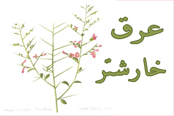 خرید عرق خارشتر طبیعی؛ خواص، کاربردها و راهنمای انتخاب بهترین عرق خارشتر