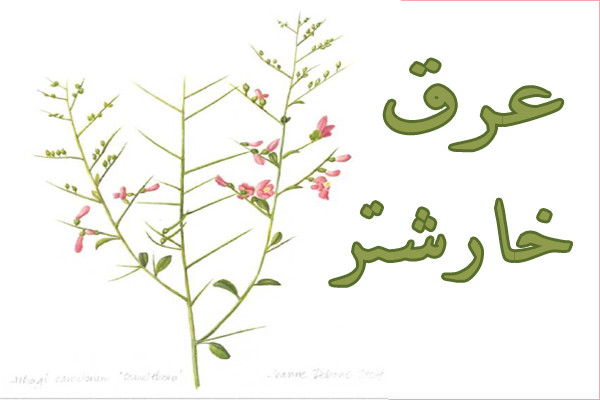 خرید عرق خارشتر طبیعی؛ خواص، کاربردها و راهنمای انتخاب بهترین عرق خارشتر